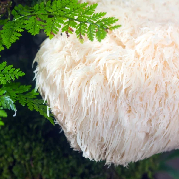 LION'S MANE / Mushroom Essence for Primal Connection - Image 3
