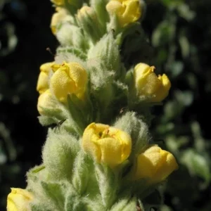 Mullein