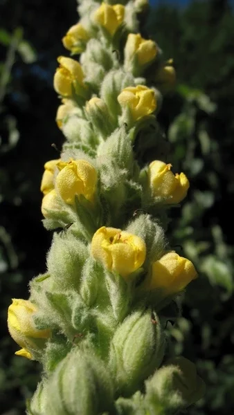 Mullein