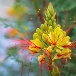 Bird of Paradise / Vibrational Essence For Flourishingbeauty