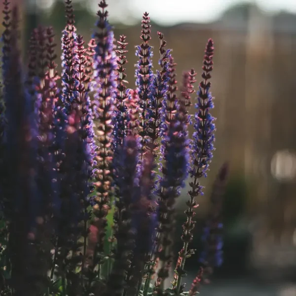 Woodland Sage / Flower Essence For Grounded Wisdom - Image 2